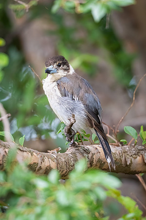 Grey Butcherbird