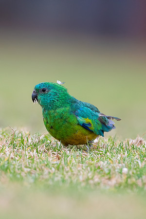Red-rumped Parrot