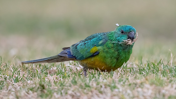 Red-rumped Parrot