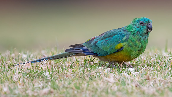 Red-rumped Parrot
