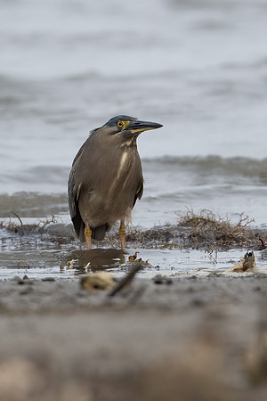 Striated Heron