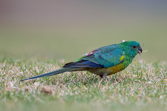 Red-rumped Parrot