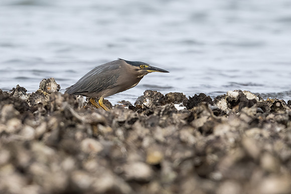 Striated Heron
