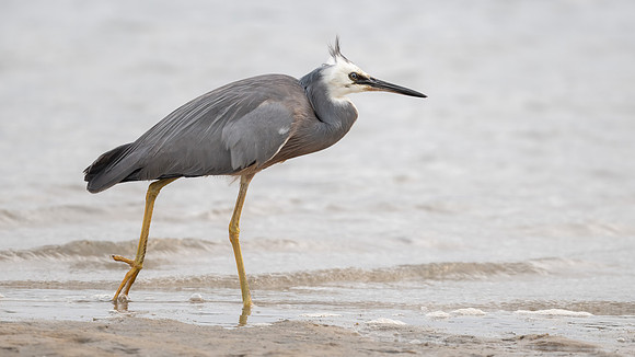 White-faced Heron