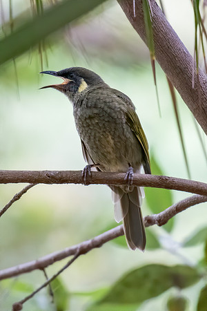 Lewins Honeyeater