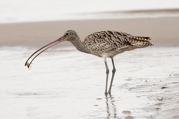 Eastern Curlew