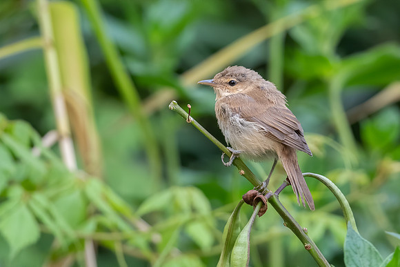 Australian Reed-warbler