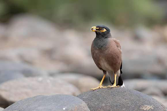 Common Myna