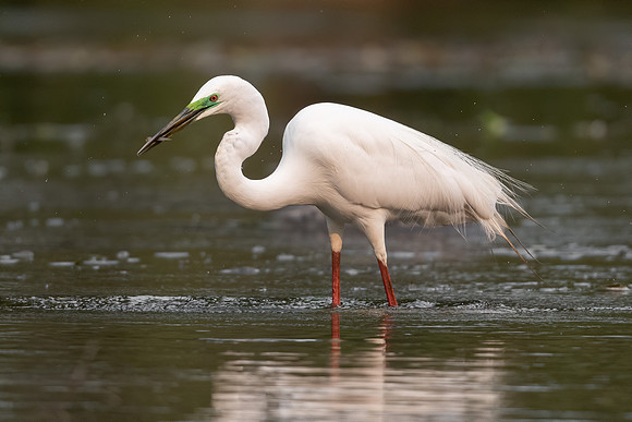 Great Egret