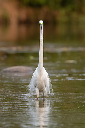 Great Egret