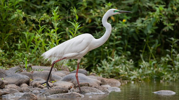 Great Egret