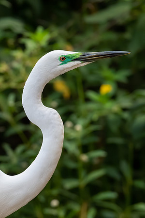 Great Egret