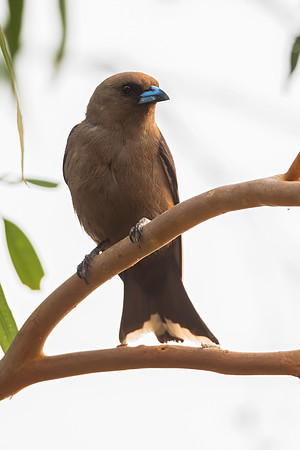 Dusky Woodswallow