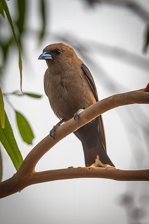 Dusky Woodswallow