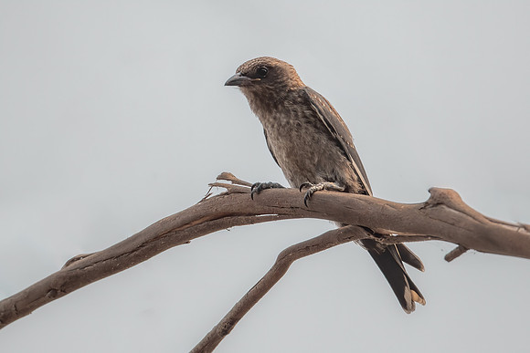Dusky Woodswallow