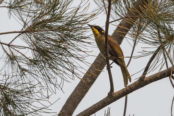 Yellow-tufted Honeyeater