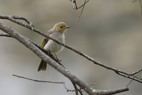 White-eared Honeyeater