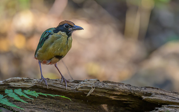 Noisy Pitta