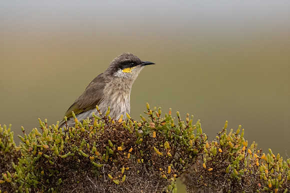 Singing Honeyeater