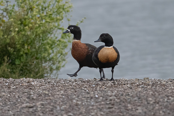 Australian Shelduck