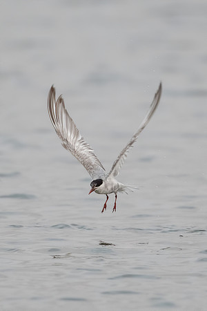Whiskered Tern
