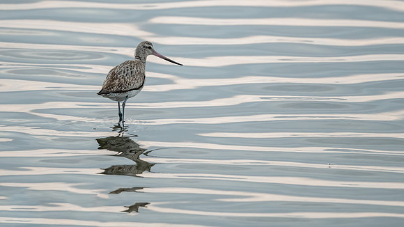 Bar-tailed Godwit