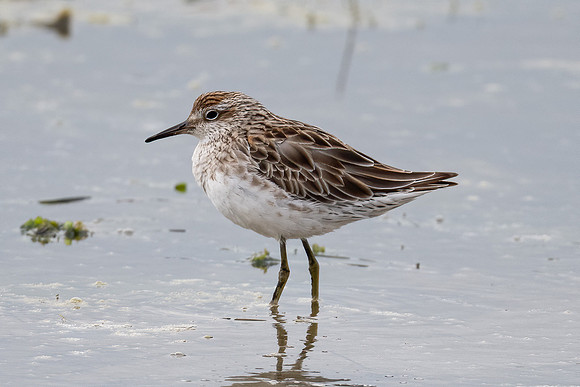 Sharp-tailed Sandpiper