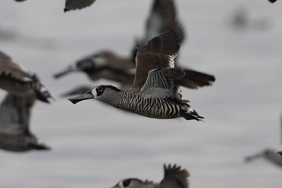 Pink-eared Duck