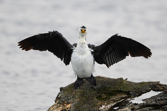 Little Pied Cormorant
