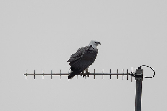 White-bellied Sea Eagle