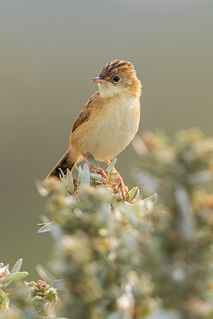 Golden-headed Cicsitcola
