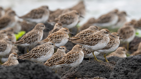 Sharp-tailed Sandpiper