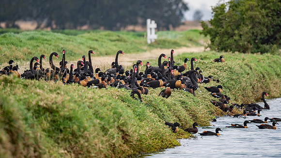 Australian Shelduck