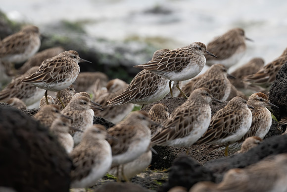 Sharp-tailed Sandpiper