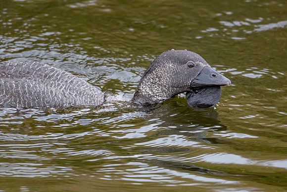 Musk Duck