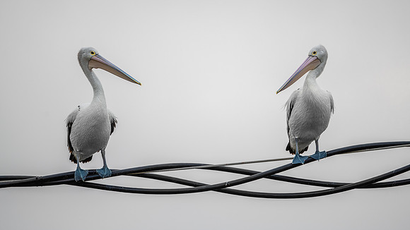 Australian Pelican
