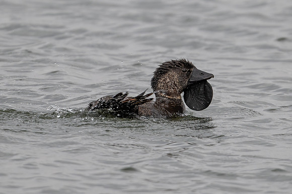 Musk Duck