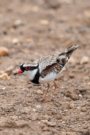 Black-fronted Dotterel