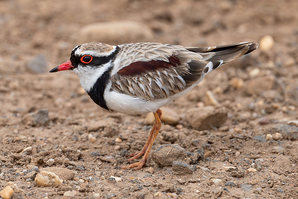 Black-fronted Dotterel