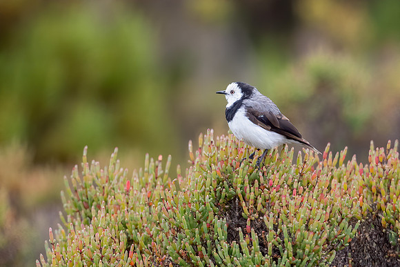 White-fronted Chat
