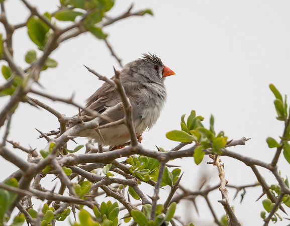 Zebra Finch