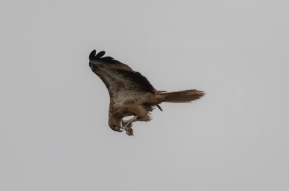Whistling Kite