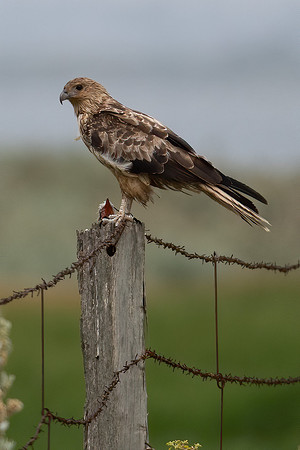 Whistling Kite