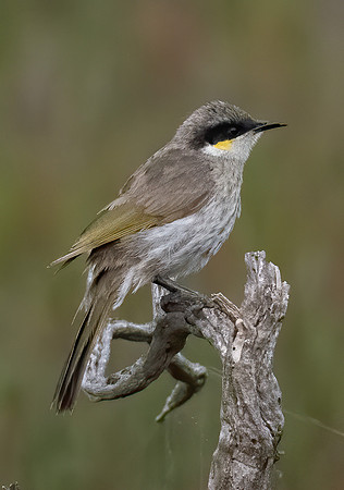 Singing Honeyeater