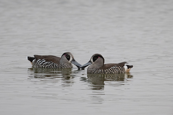 Pink-eared Duck
