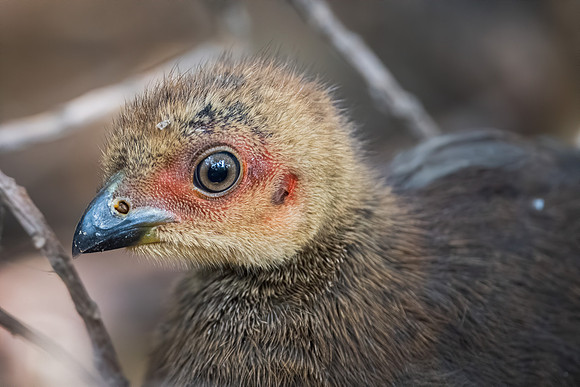Australian Brush-turkey