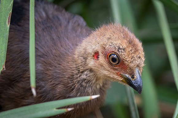 Australian Brush-turkey