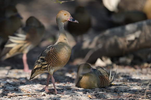 Plumed Whistling-duck