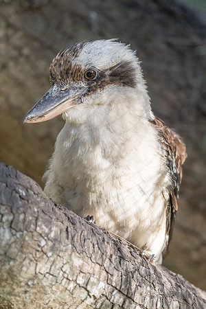 Laughing Kookaburra