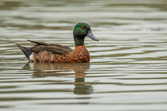 Chestnut Teal